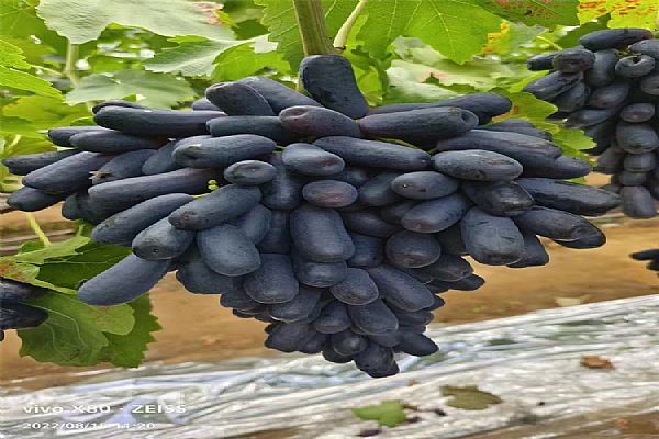 果樹苗的低溫暗光促眠技術